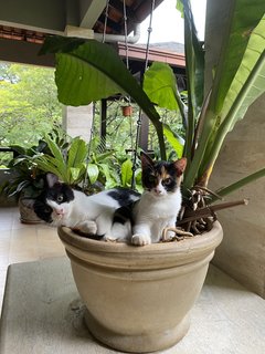 Soko &amp; Tok  - Domestic Medium Hair Cat