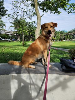 Butter - Mixed Breed Dog