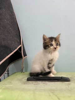 Zoro Oyen Pirate - Persian + Domestic Long Hair Cat