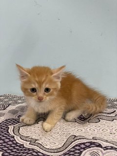 Zoro Oyen Pirate - Persian + Domestic Long Hair Cat