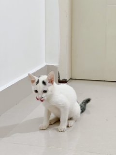 White Kitten - Domestic Short Hair Cat