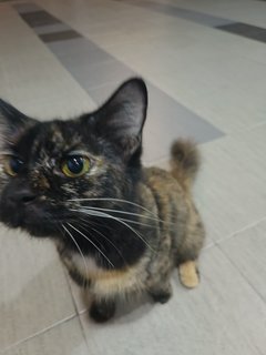 Mu Mao - Domestic Short Hair Cat