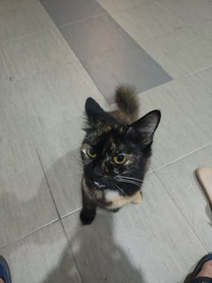 Mu Mao - Domestic Short Hair Cat