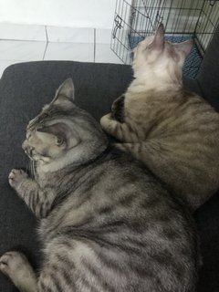 The Boys [Closed] - Domestic Short Hair Cat