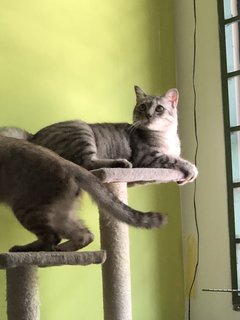 The Boys [Closed] - Domestic Short Hair Cat