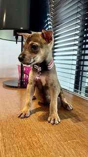 Rachel - Mixed Breed Dog