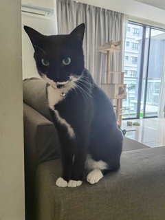 Figaro - Domestic Short Hair Cat