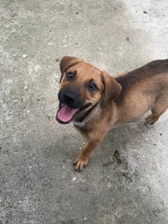 Ruff - Mixed Breed Dog