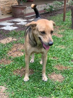 Rosy - Mixed Breed Dog