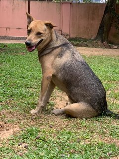 Rosy - Mixed Breed Dog