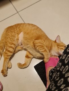 Orange - Domestic Short Hair Cat