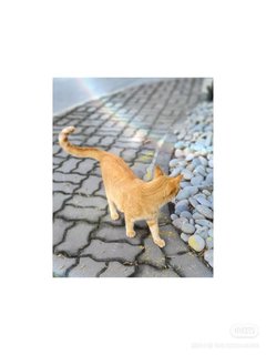 Orange - Domestic Short Hair Cat