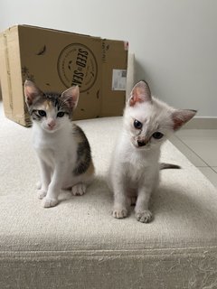 Kai, Stevie, Lucy And Jack - Domestic Short Hair + Domestic Medium Hair Cat