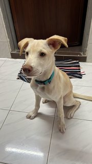 Deva - Mixed Breed Dog