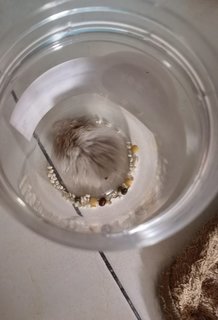 Snowy - Syrian / Golden Hamster Hamster