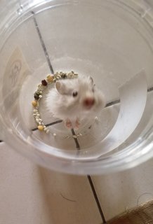 Snowy - Syrian / Golden Hamster Hamster