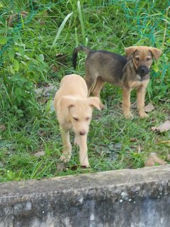 Bingo And Rolley ( Brown/white) - Mixed Breed Dog