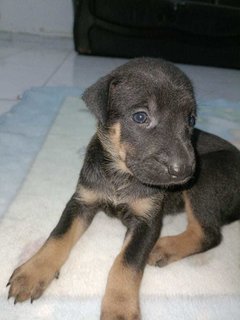 Baby 1  - Mixed Breed Dog