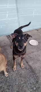 Mr Bell (K) - Mixed Breed Dog