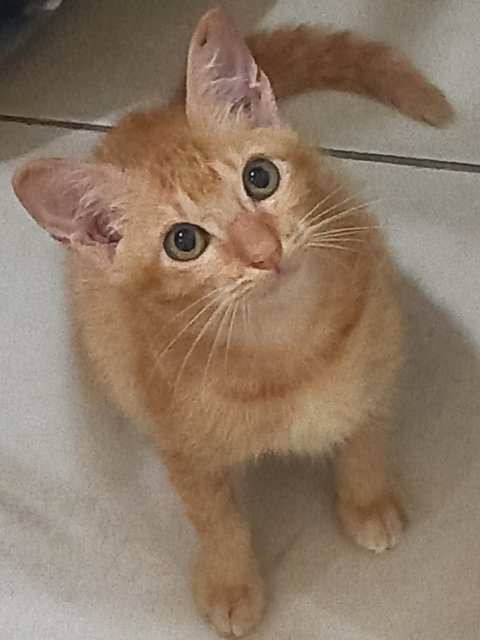 Gingy - Domestic Short Hair Cat