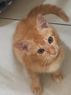 Gingy - Domestic Short Hair Cat