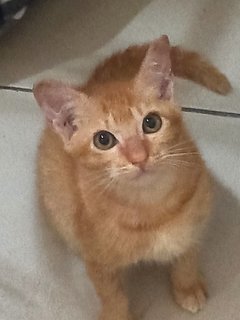 Gingy - Domestic Short Hair Cat