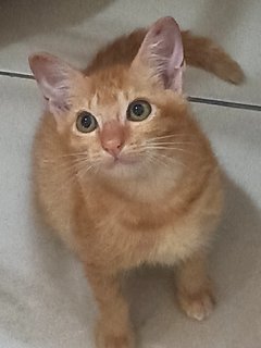 Gingy - Domestic Short Hair Cat