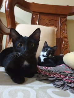 Bacon &amp; Toast  - Domestic Short Hair + Domestic Medium Hair Cat