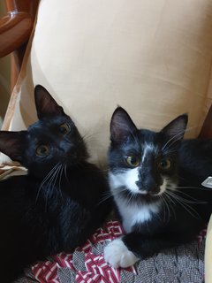 Bacon &amp; Toast  - Domestic Short Hair + Domestic Medium Hair Cat