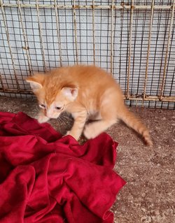 Ginger Bread - Domestic Medium Hair Cat