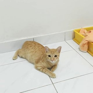 Ginger Stray Cat - Domestic Short Hair Cat