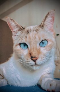 Elsa - Siamese + Domestic Short Hair Cat