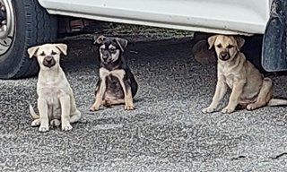 Chubs. Black. Brown - Mixed Breed Dog