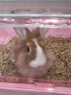 Kimi - Angora Rabbit Rabbit