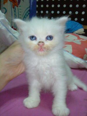 Persian + Tabby Kittens Sold - 12 Years 6 Months, Mixed Breed Persian ...