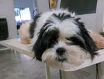 Fei Fei - Shih Tzu Dog