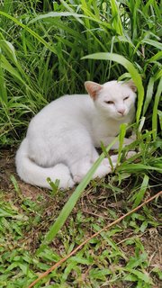 Snow White - Domestic Short Hair Cat