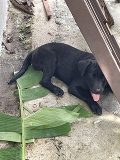 Vesper - Labrador Retriever Dog