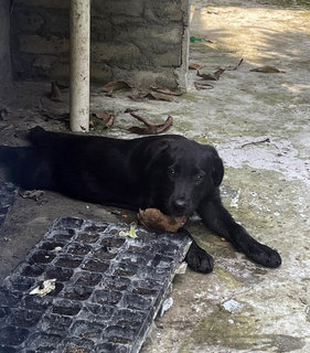 Vesper - Labrador Retriever Dog