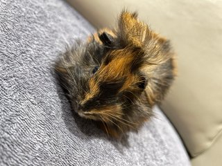 Happy, Male Guinea Pig- Dob:28thnov22 - Guinea Pig Small & Furry