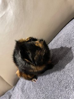 Hand Glove, Sow Guinea Pig-dob:31staug22 - Guinea Pig Small & Furry