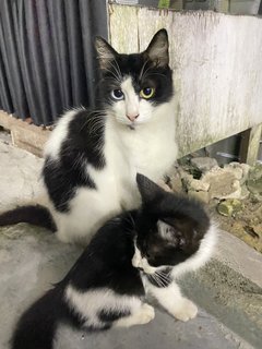 Yuii - Domestic Long Hair Cat