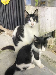 Yuii - Domestic Long Hair Cat