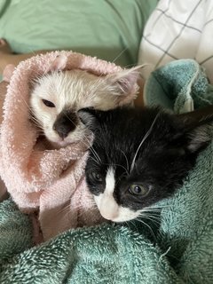 Two Kittens - Domestic Medium Hair Cat