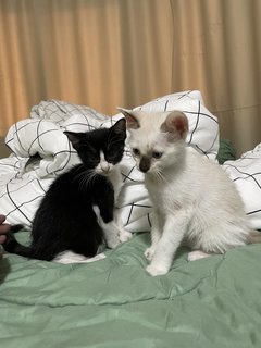 Two Kittens - Domestic Medium Hair Cat