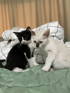 Two Kittens - Domestic Medium Hair Cat