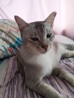 Light Grey Cat - Domestic Short Hair Cat