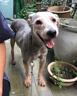 Wendy - Schnauzer + Terrier Dog