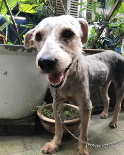 Wendy - Schnauzer + Terrier Dog