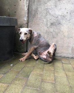 Wendy - Schnauzer + Terrier Dog